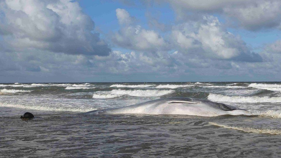 The dead fin whale on the north Norfolk coast