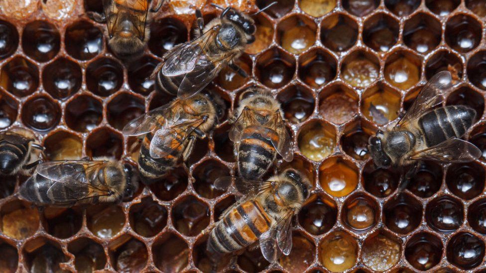 Honeybee hive
