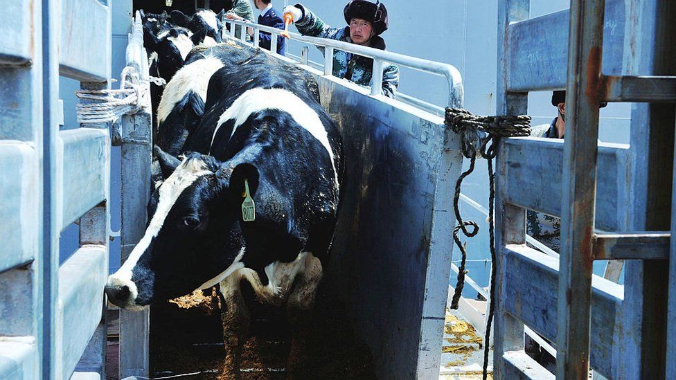 Cows coming off a ship