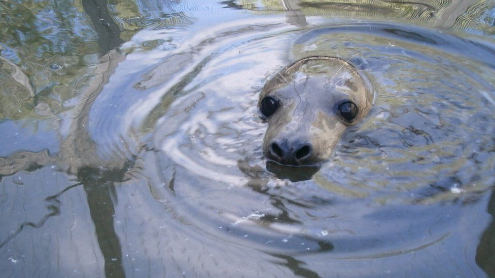 A close-up image of a partially-submerged seal swimming in sea water. All that we can see is the face and eyes of the animal poking out of the water