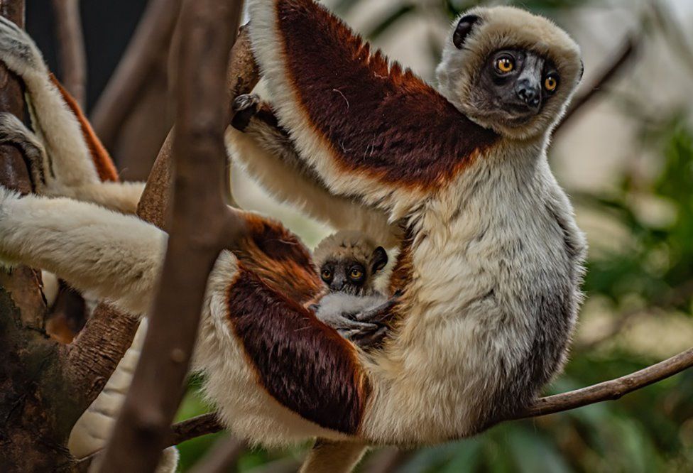 The baby Coquerel's sifaka with its mother