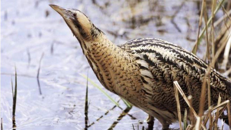 Bittern