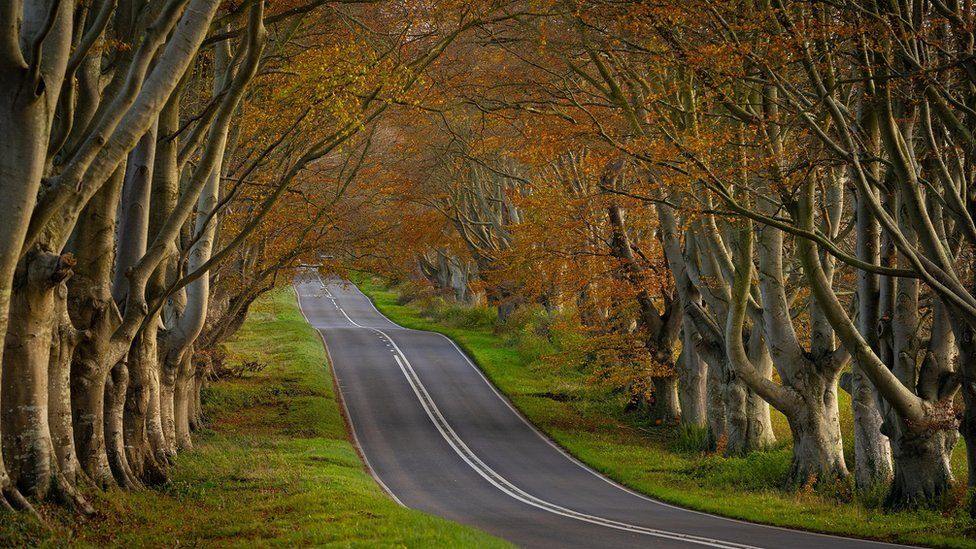 MONDAY - The Beech Avenue