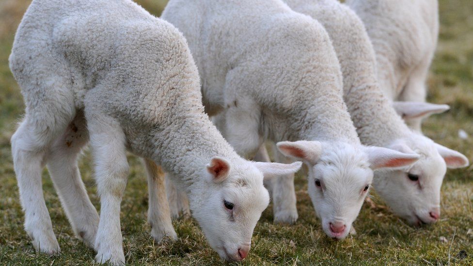 lamb on a farm