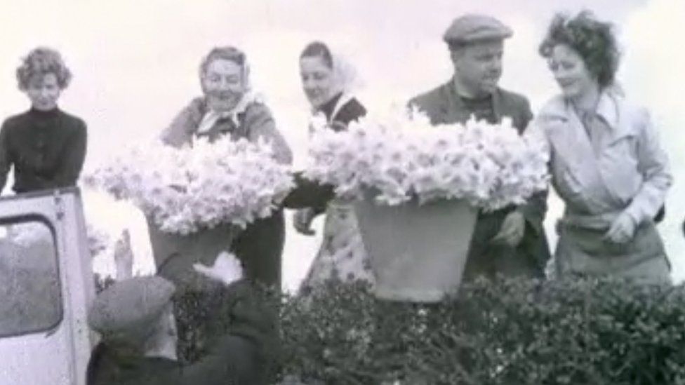 black and white image of people harvesting buckets full of daffodils
