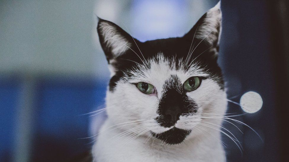 University of Essex campus cat honoured with statue - BBC News