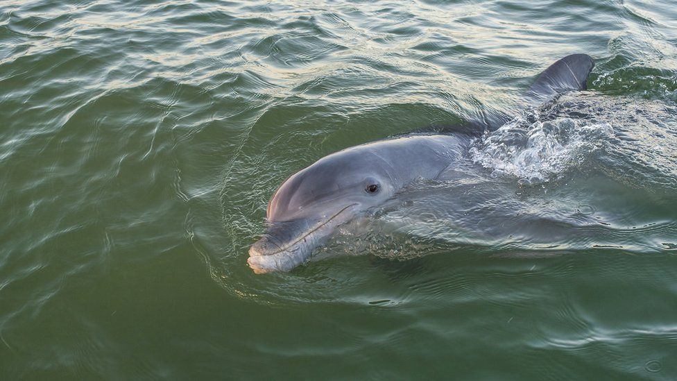 Wild bottlenose dolphin swimming off Florida