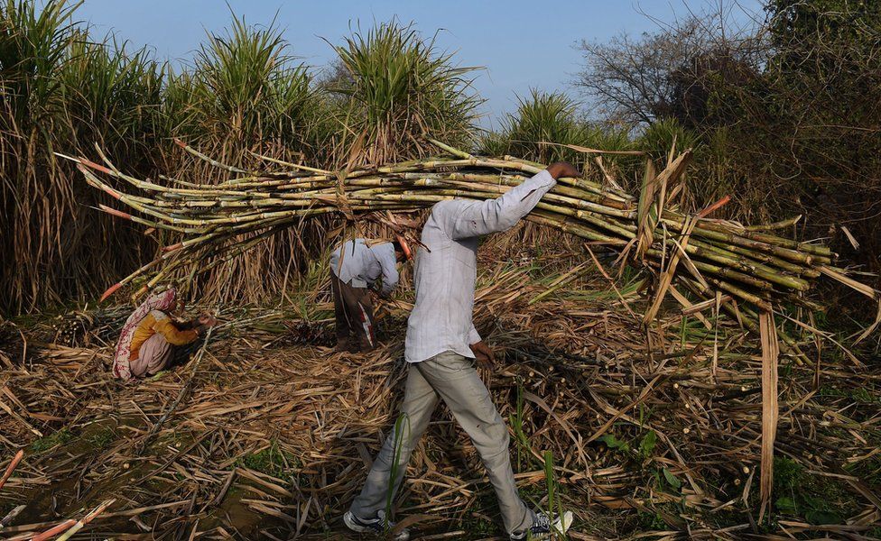 An Indian farmer carries sugarcane to load on a tractor to sell it at a nearby sugar mill in Modinagar in Ghaziabad, some 45km east of New Delhi, on January 31, 2018