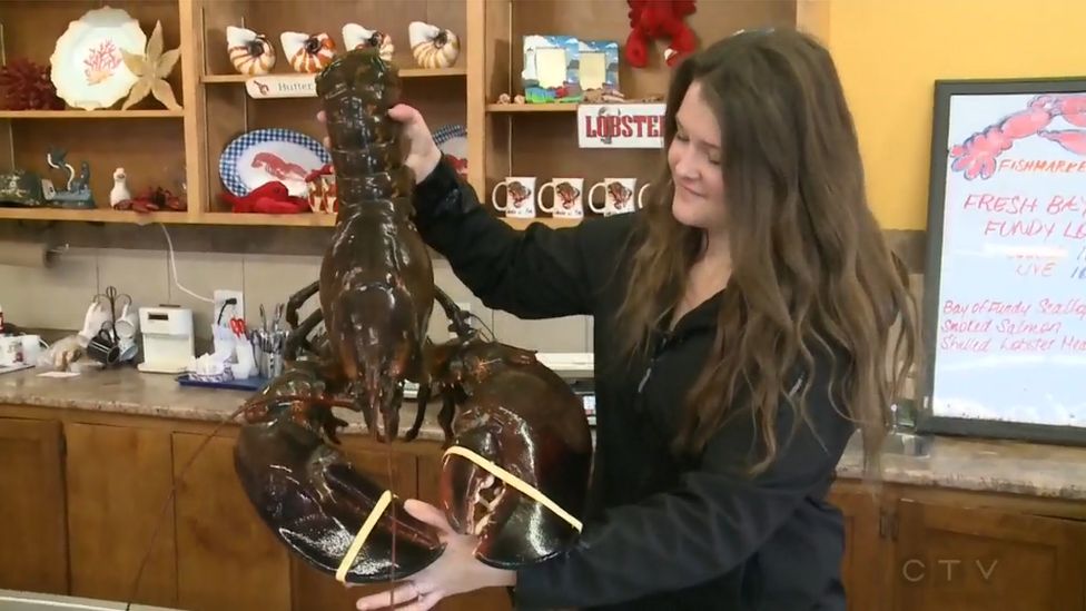 A member of staff at the lobster shop holding up the giant lobster