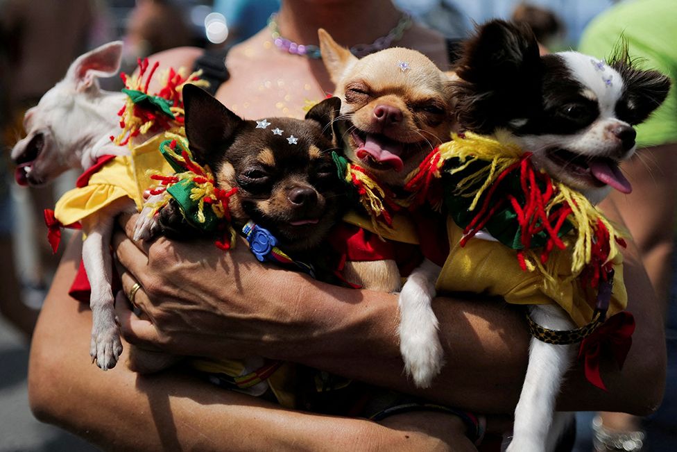 Qentë me kostume marrin pjesë në Blocao, ose paradën e karnavalit të qenve, gjatë festimeve të karnavaleve në Rio de Janeiro, Brazil, më 18 shkurt 2023