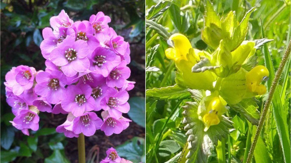 Bergenia and Hayrattle