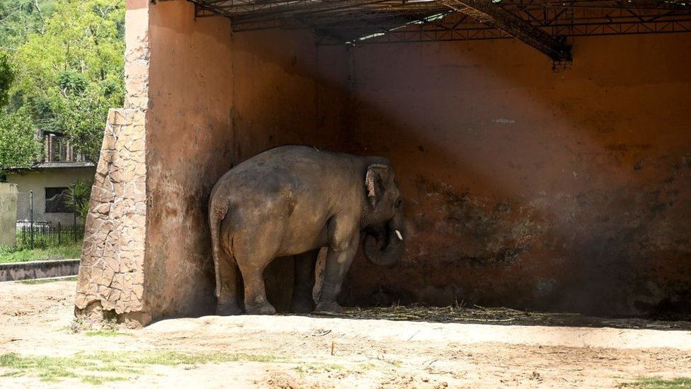Kaavan stands under the cover of a shed at Marghazar Zoo in May