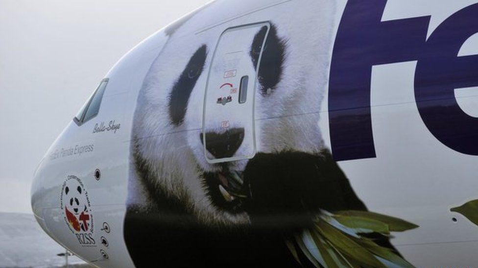 Tian Tian and Yang Guang arrived by a special Panda Express cargo plane