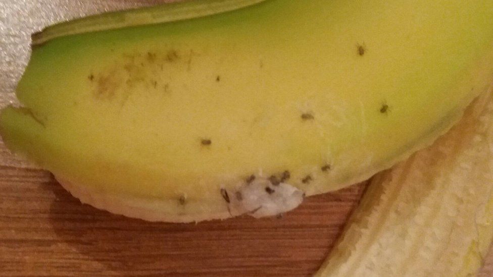 Brazilian Wandering Spiders on a banana