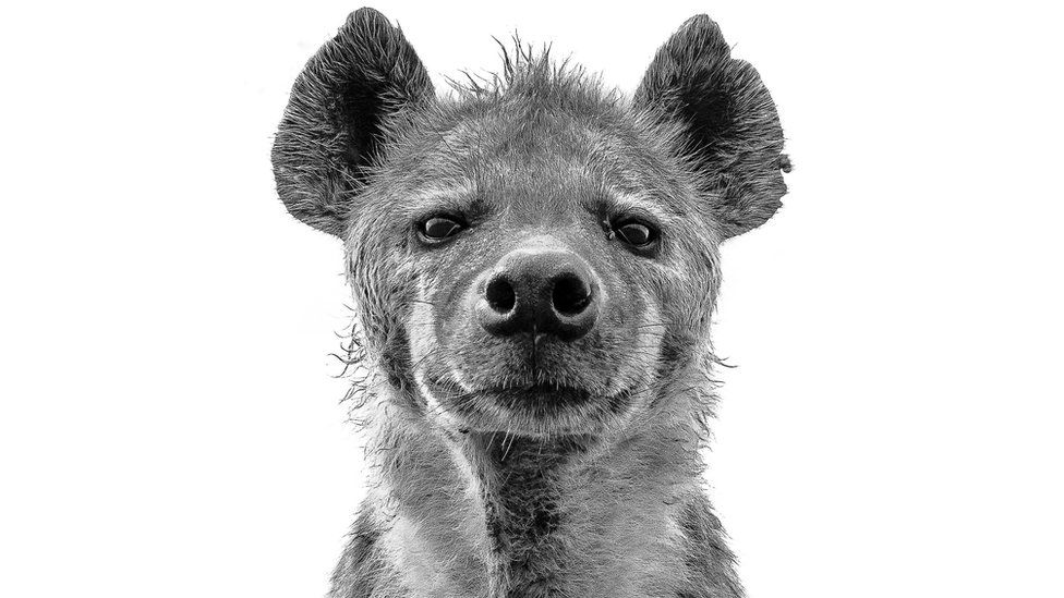 Hyena (c) Graeme Purdy