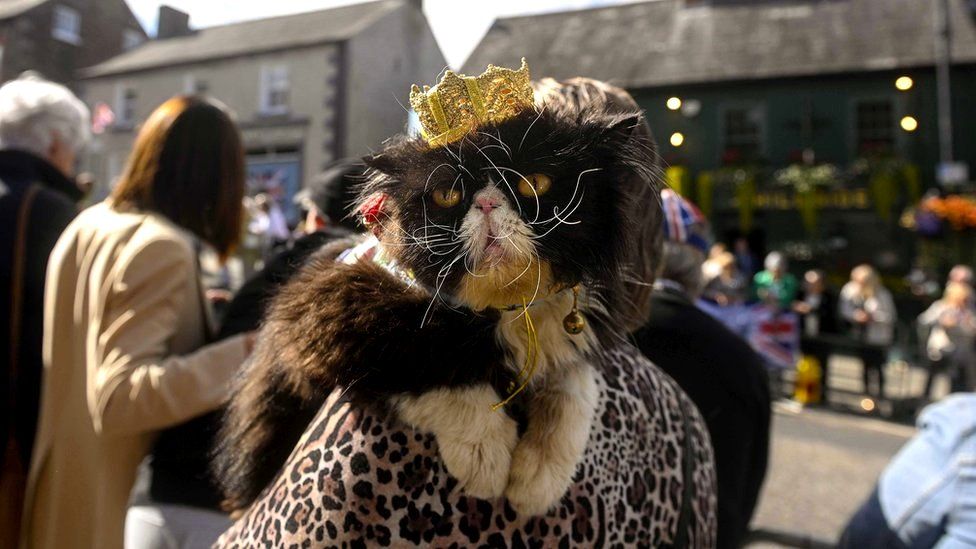Merlin the cat - wearing a golden crown - is held on the shoulder of her owner outside Hillsborough Castle