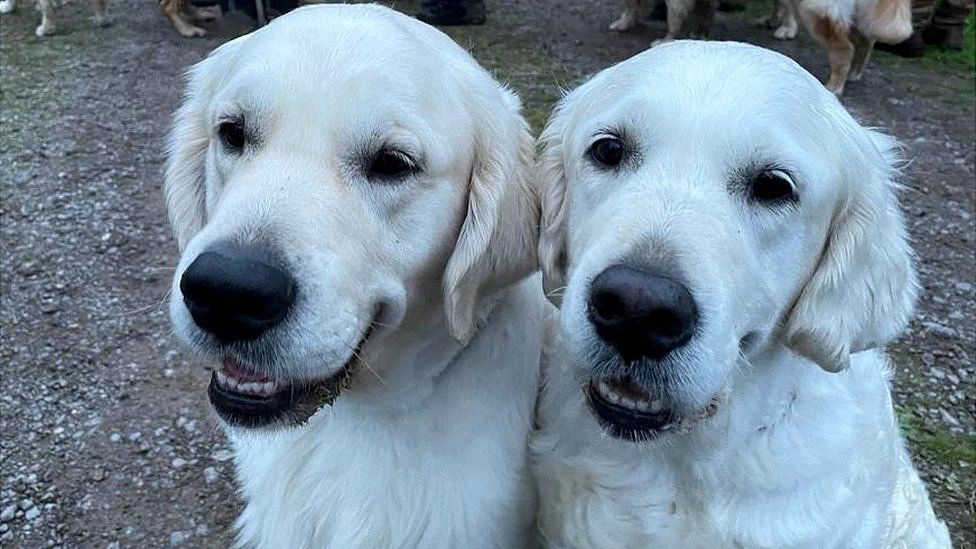 Golden retrievers at Guisachan