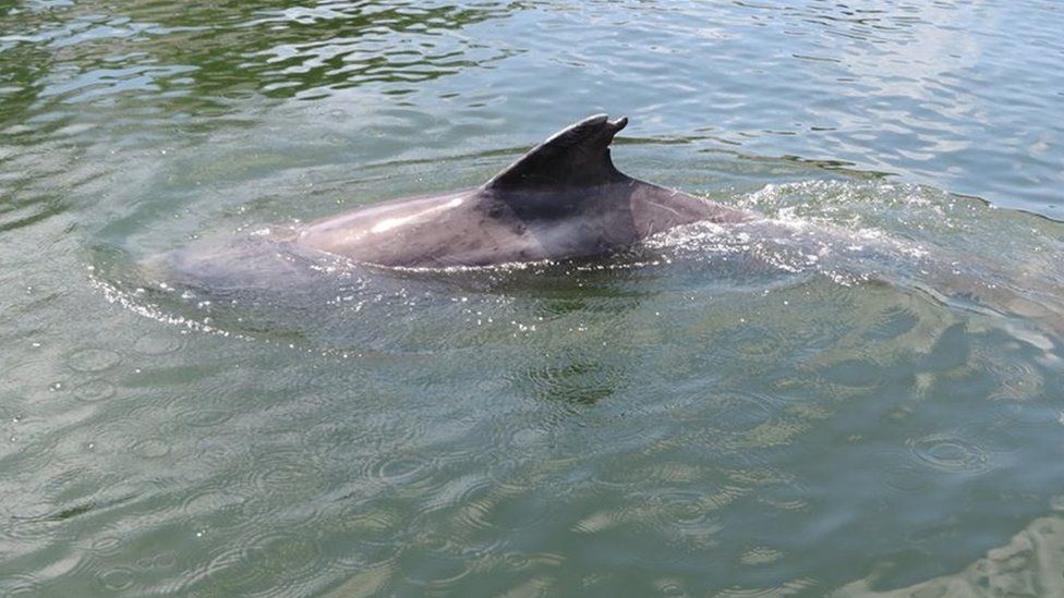 Clet the dolphin shows his damaged fin
