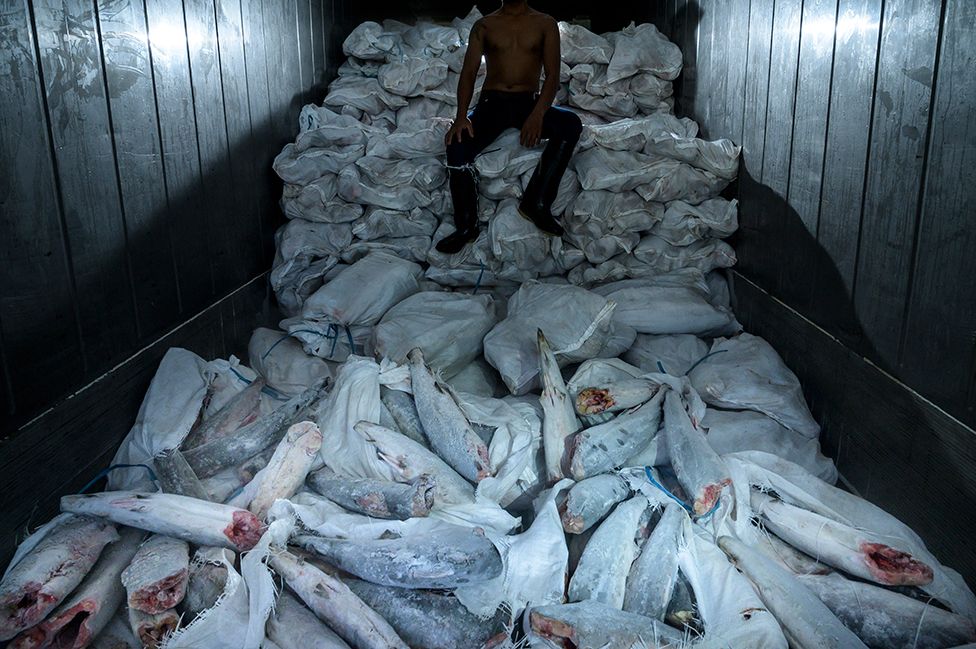 A worker sits atop a pile of frozen, dismembered shark carcasses imported from Indonesia inside a refrigerated container.