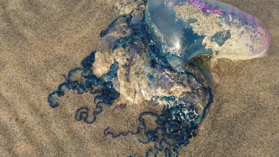 Portuguese man-of-war