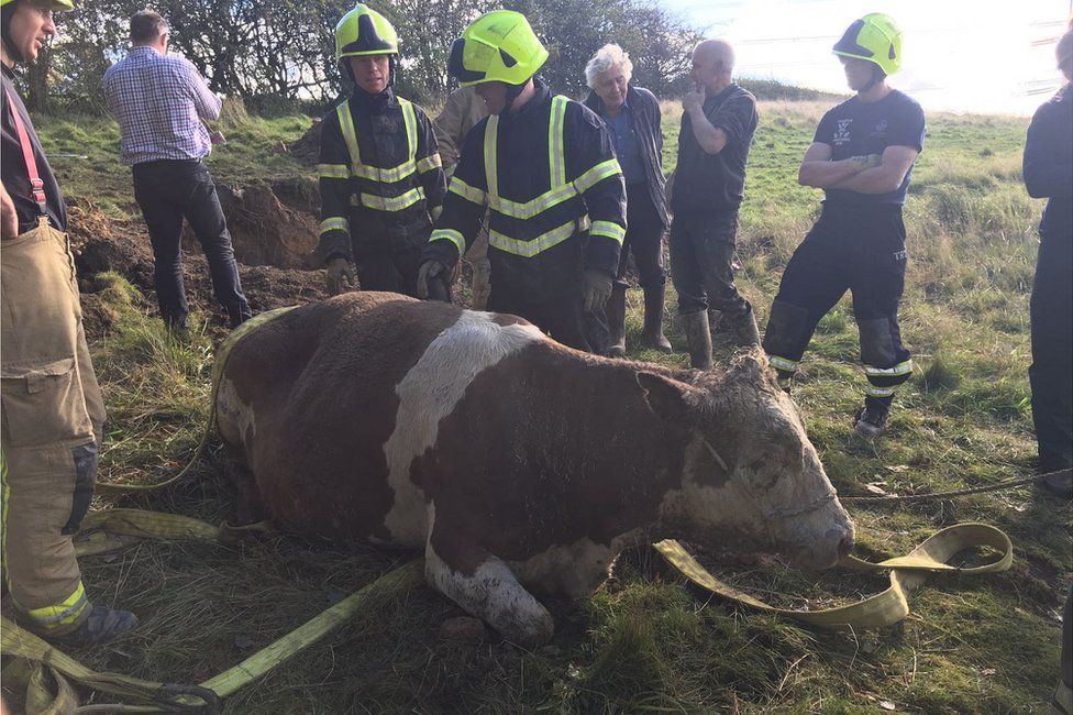 Rescued cow