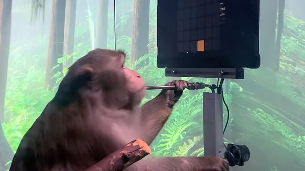 Elon Musk&#39;s Neuralink &#39;shows monkey playing Pong with mind&#39; - BBC News