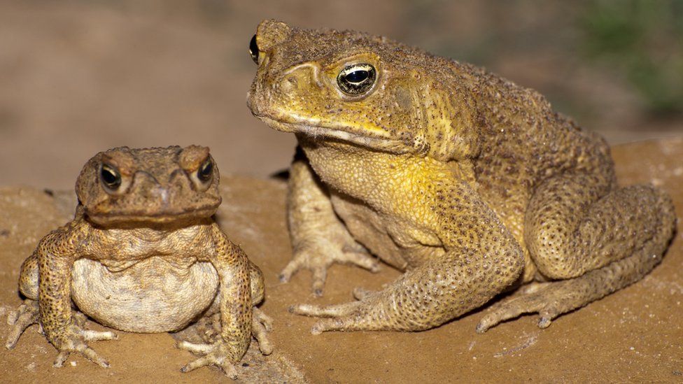 Monitor lizards trained not to eat toxic cane toads - BBC News