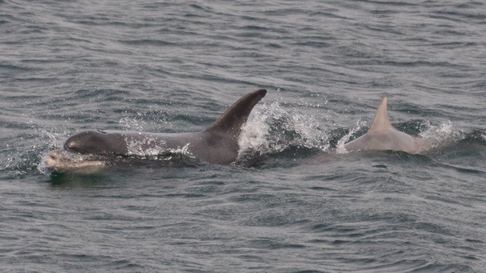 Moonlight and Starlight bottlenose dolphin