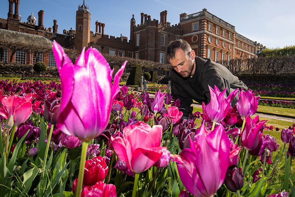 A gardener tends to tulips in front of Hampton Court Palace, south west London