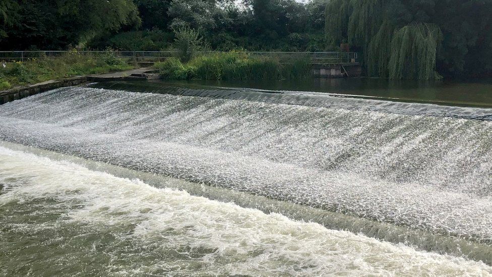 Shrewsbury's leaping salmon perform for photographers BBC News