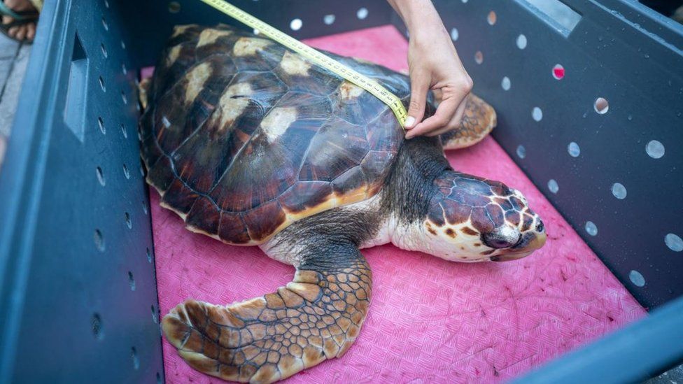 A marine specialist measure Iona, a loggerhead turtle