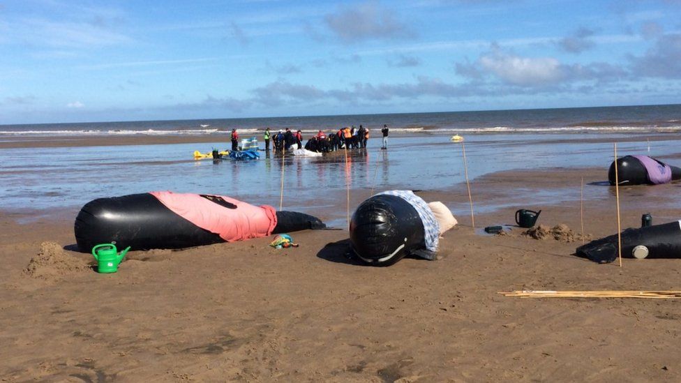 Whale rescue exercise