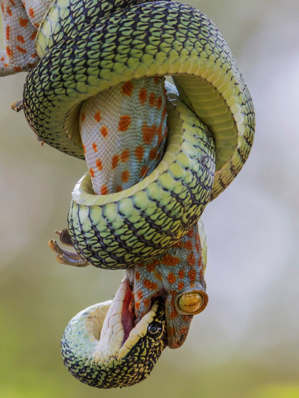 A tokay gecko bites a golden tree snake
