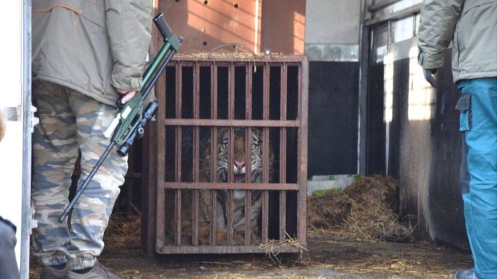 Tiger in Italian-licensed trailer, 6 Nov 19