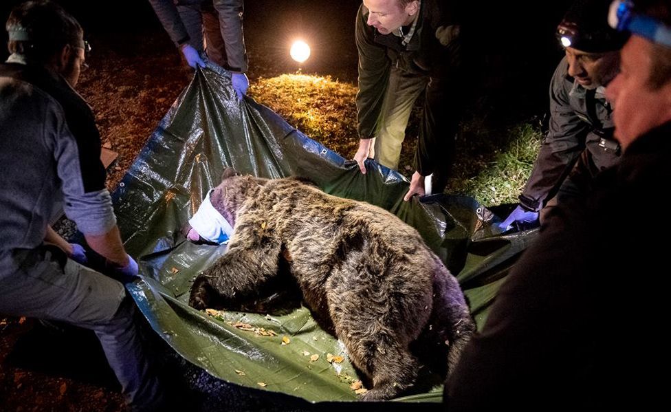 Sorita - one of two brown bears released, Oct 2018