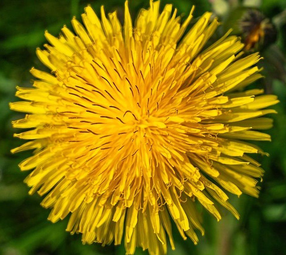 A close up image of a dandelion