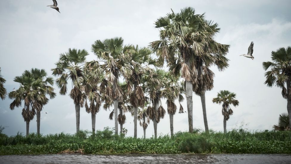 الطيور والأشجار بالقرب من قرية القناة على طول نهر النيل في جنوب السودان