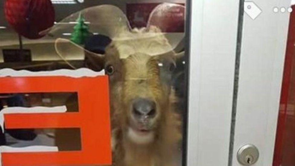 Goat at shop door