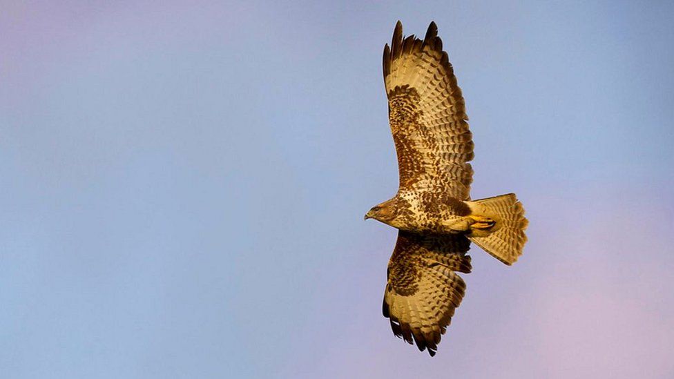 Common buzzard