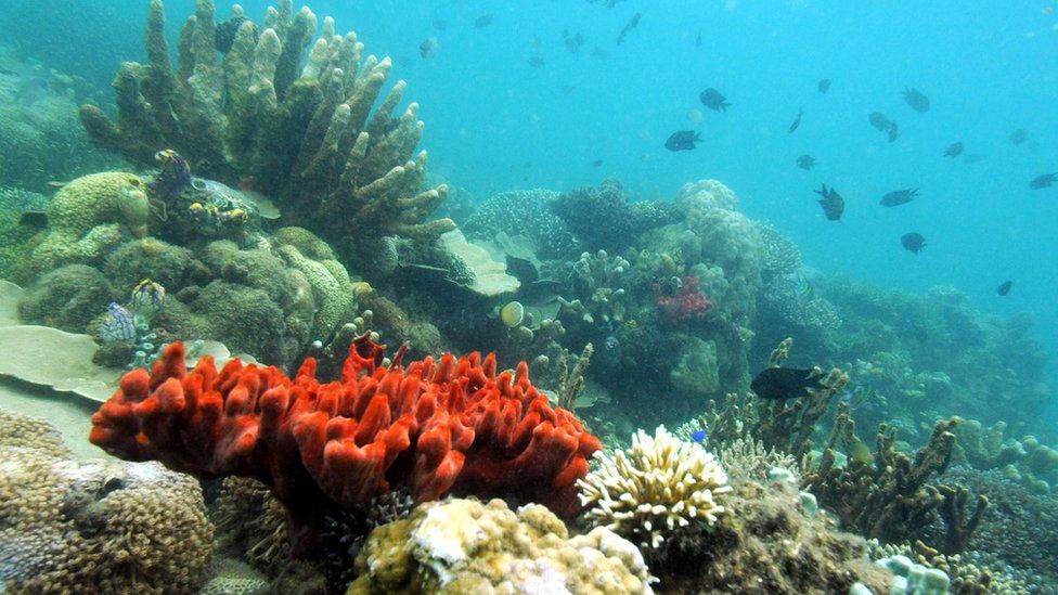 Marine life off the coast Palawan island showing fish and coral