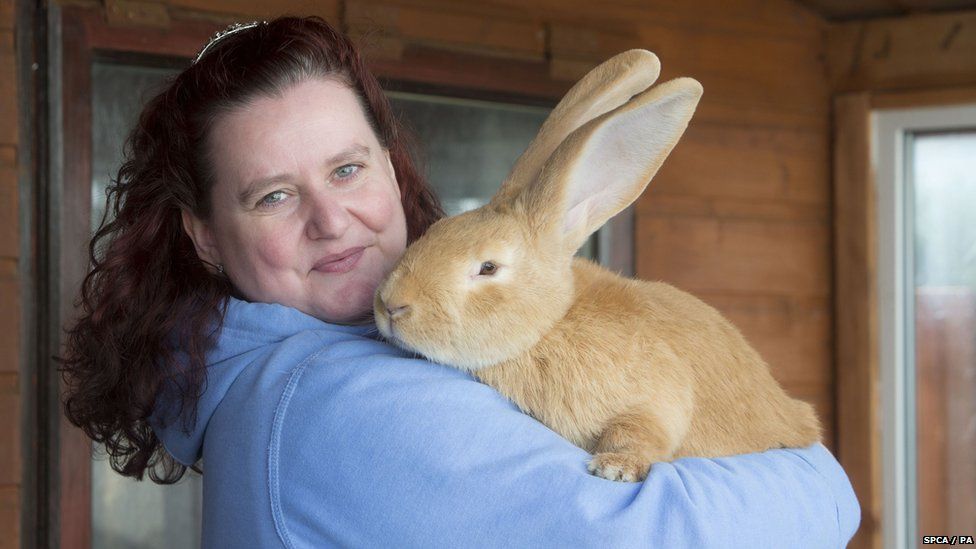 Atlas the massive rabbit finds a new home - BBC News