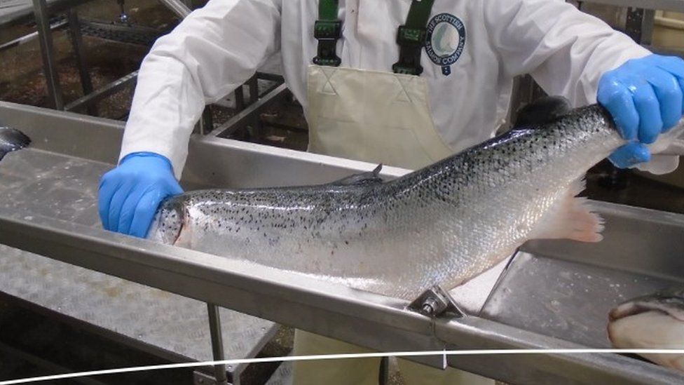 Scottish Salmon Company quality control