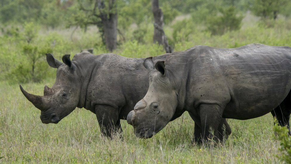 White rhinoceroses, one dehorned to protect it from poaching, in the Kruger Private Reserves area in the Northeast of South Africa
