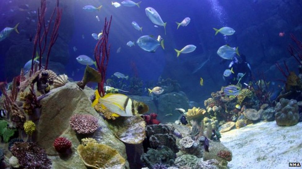 Aquariums 'deliver significant health benefits' BBC News