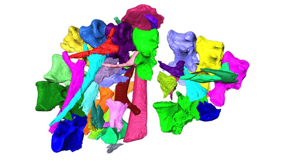 3D reconstruction of the fossil fragments