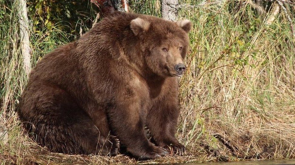 Large bear sitting by side of river