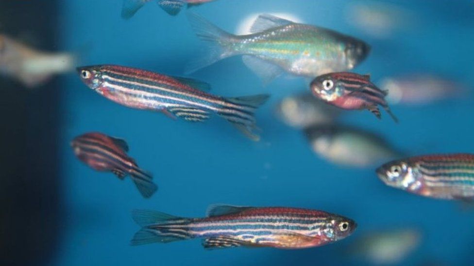 Zebrafish could be 'key' to Parkinson's disease treatment BBC News