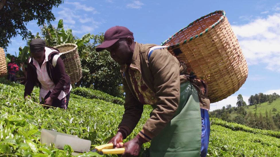 Tea picker