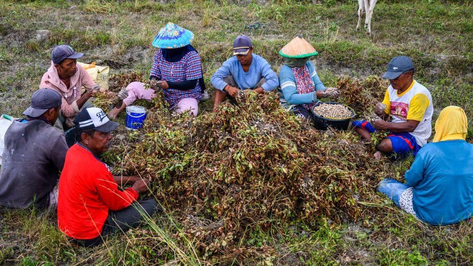 Farm labourers separate peanuts from their stems after they are harvested in Central Sulawesi Province, Indonesia.