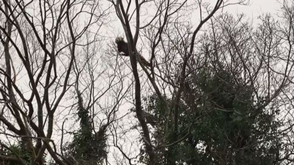 Red panda up a tree